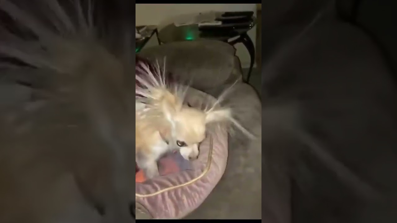 Funny animals Fails 05