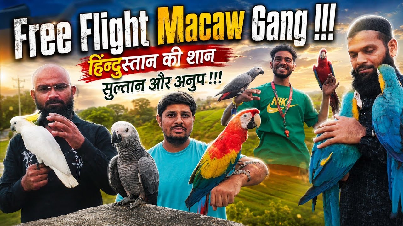 Macaw Free Fly in India | Like Indonesia and Malesiya | Big Parrot Trainer in India