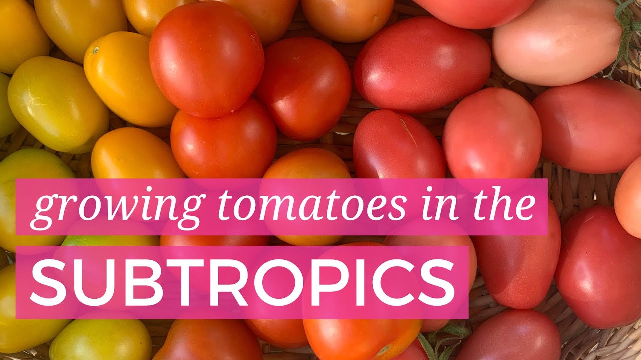 Growing tomatoes in the Subtropics
