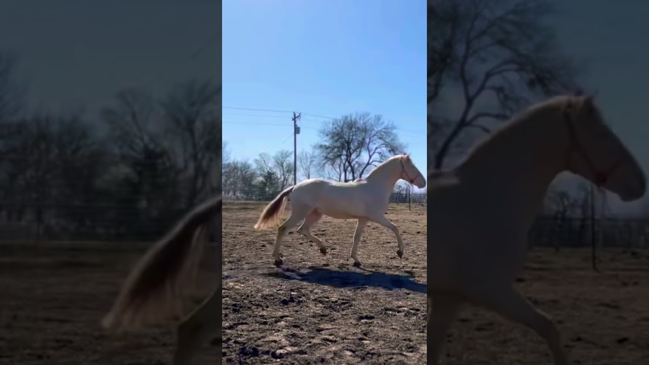 Our Perlino Colt, Mariano #horse #ranch #country #farm #homestead #viral #beautiful #dressage #PRE