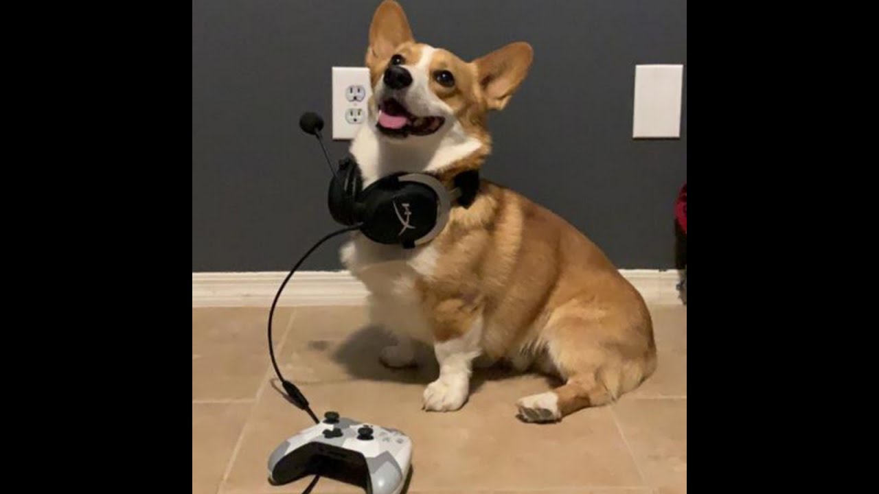 Spicycorg is a good person #spicycorg