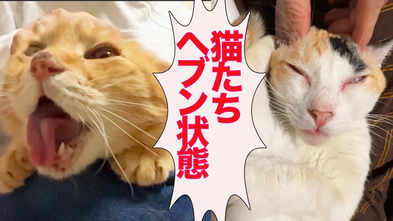 オス三毛猫とボス猫、猫マッサージでヘブン状態 The massage skit of the male calico 'Hifumi' and the boss-cat 'Kinta'