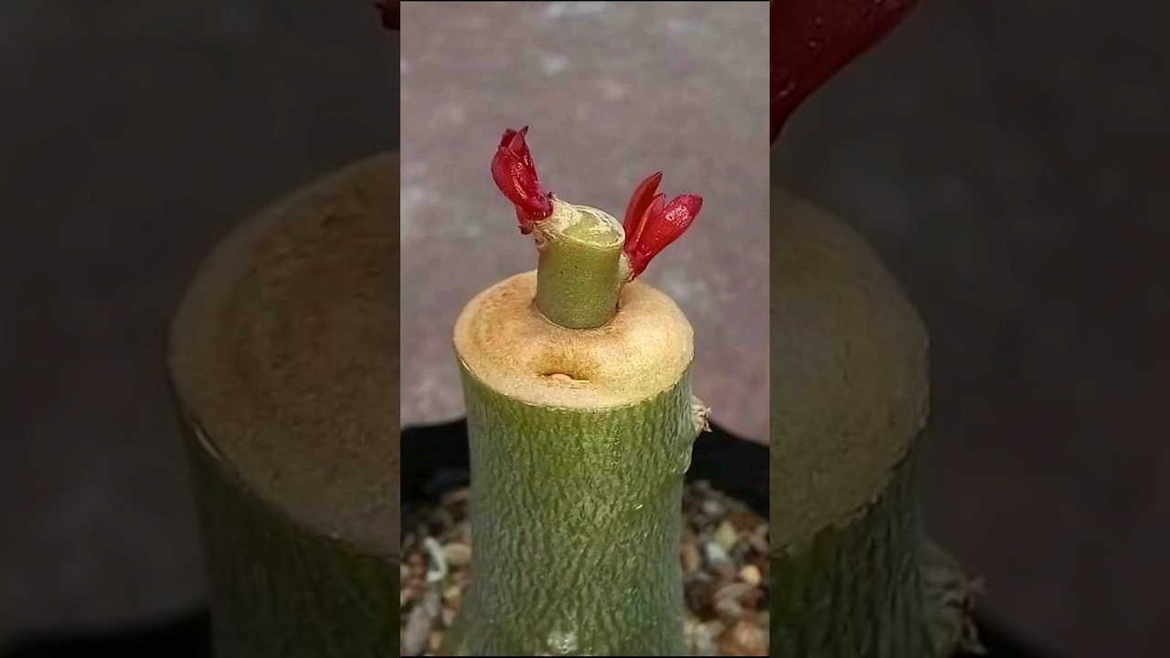 Adenium Single Grafting Technique | desert rose plant #grafting #Adenium  #plants #desertrose