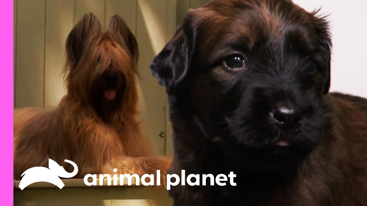 Persistent Briard Pup Tracks Down A Mysterious Stranger In His Yard | Too Cute!