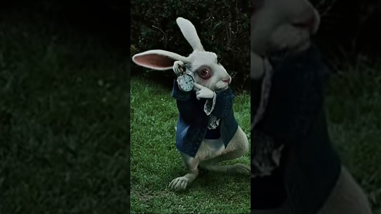 ⏱️🐰👈poco tempo