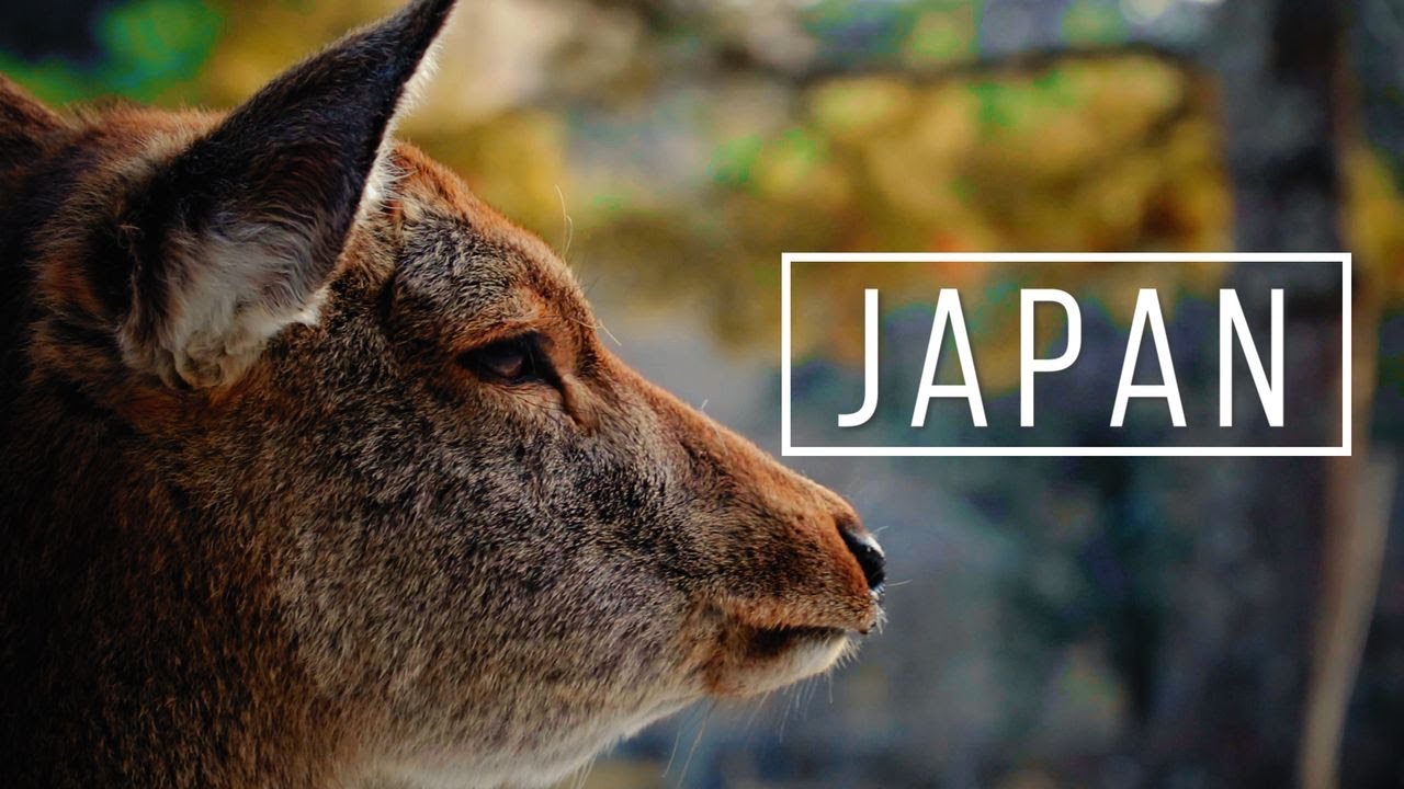 Japan Travel Video - Nara, Wakayama, Mie | Cinematic Travel Video