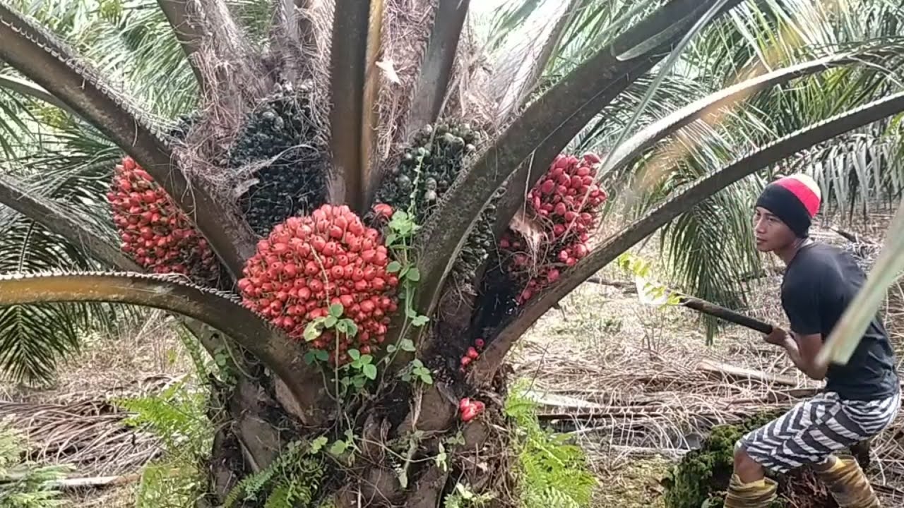 Panen Sawit Milik Juragan Empang buahnya OKE