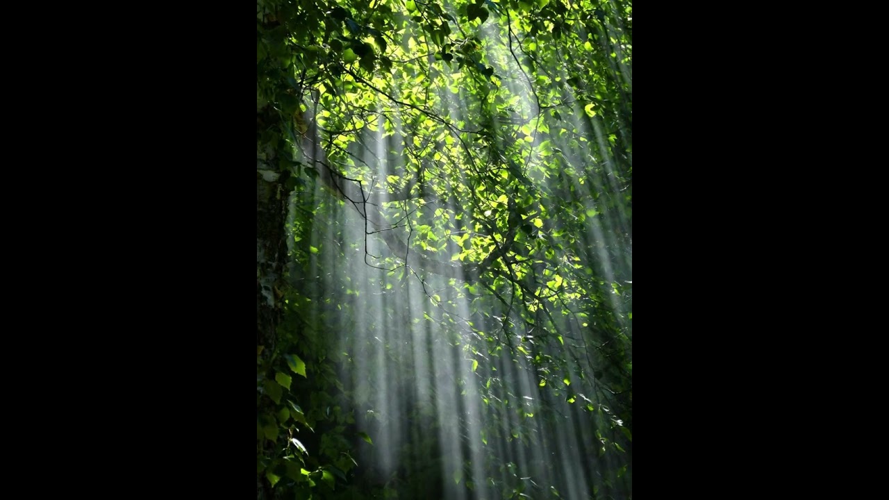 Relaxing Forest Ambience 🌲 | 11 Hours of Peaceful Nature Sounds for Sleep, Focus & Meditation