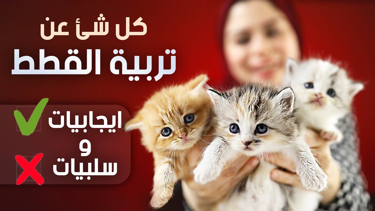 كل شئ عن تربية القطط و ليه مقدرش استغني عن قطتي
