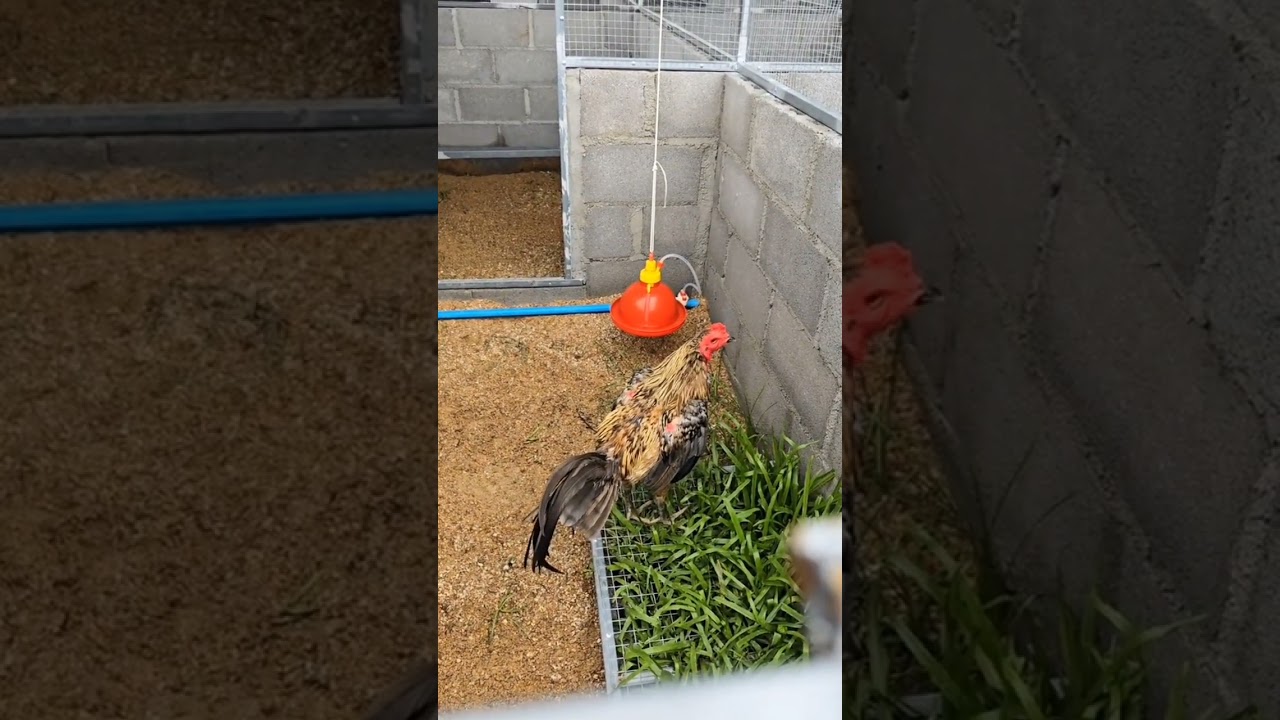 ประทานบิ๊กพาชม9พ่อพันธุ์หลักของโกวเซ้มฟร์าม#ไก่ชนเงินล้าน #ไก่ชนพม่า #โกวเซ้มฟาร์ม #ไก่ชนพม่า 