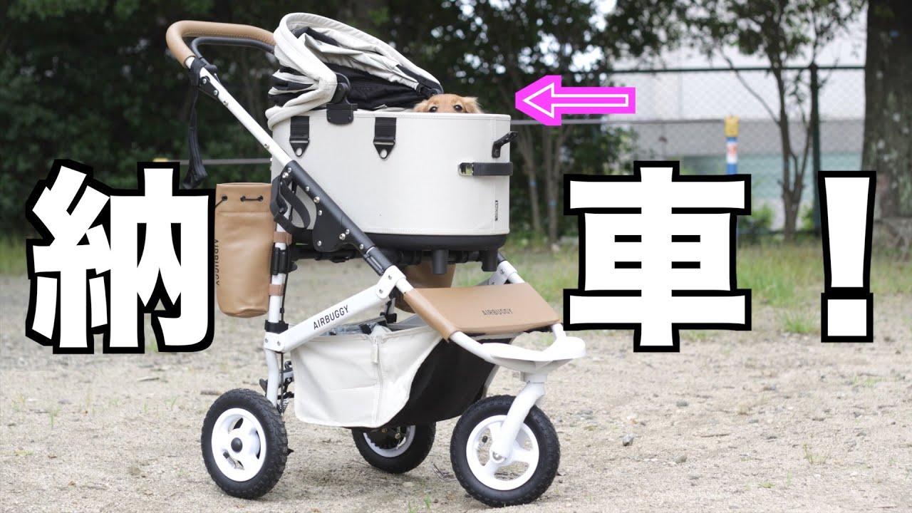 【買ってもらっちゃった！】エアバギードーム3を乗り回す犬【カニンヘンダックスえびすの日常】