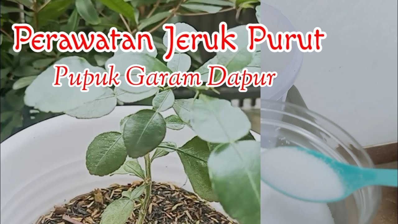 Perawatan Jeruk Purut Dengan Pupuk Murah Meriah Garam Dapur