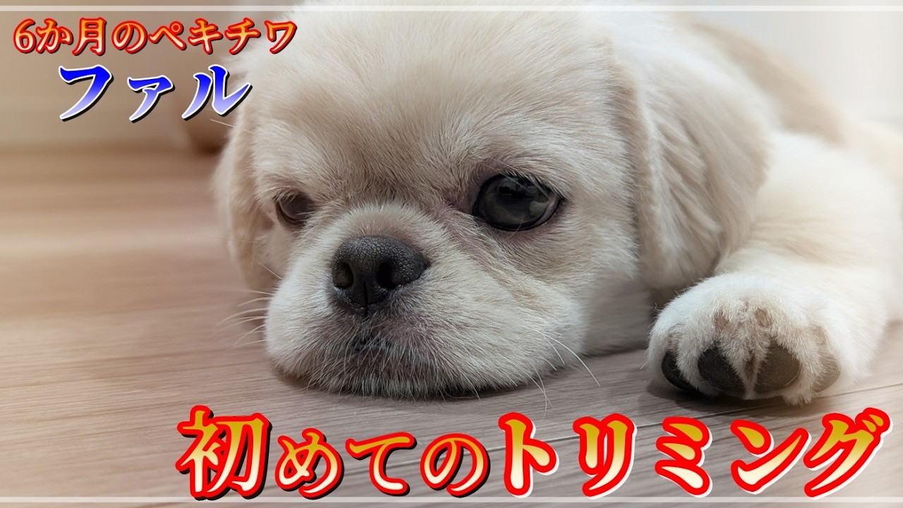 『6か月のペキチワ