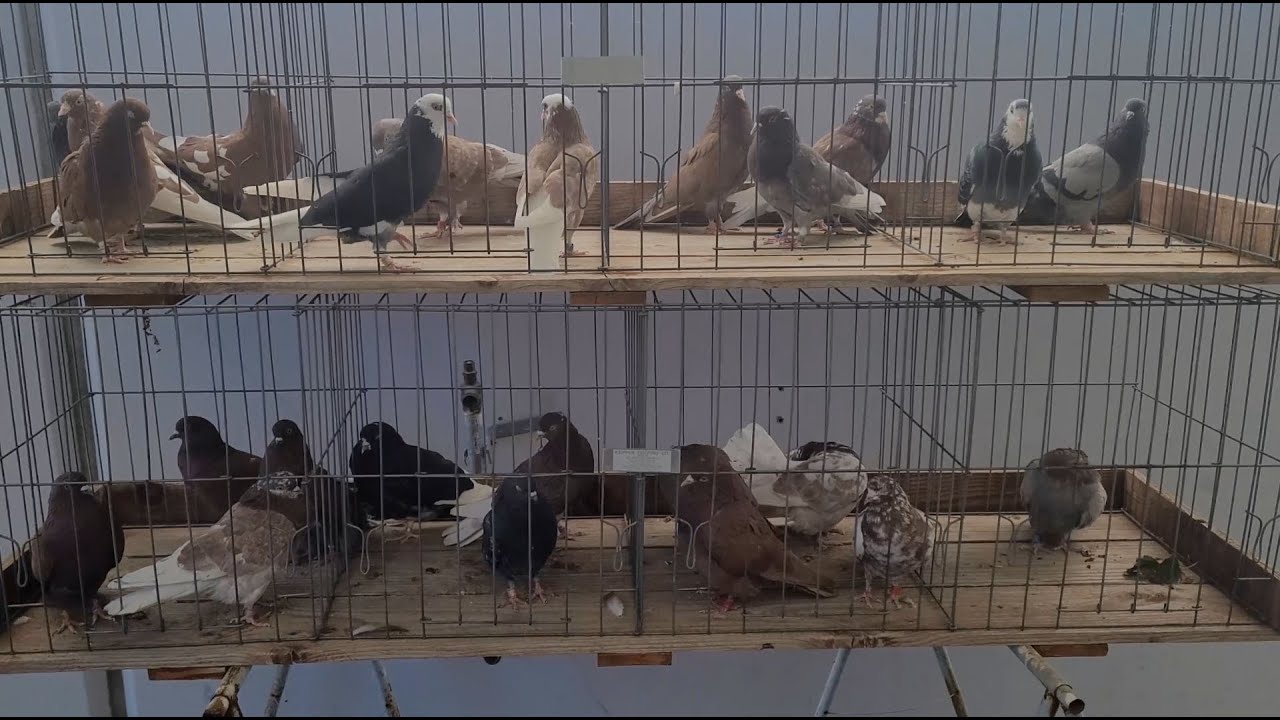 Jedds Bird Supplies- Bird Sale Nov 26 2022