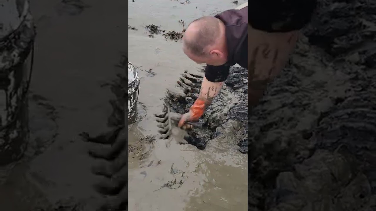 Digging for worms in the tidal mud flats in Maine. #worms #maine #hardwork