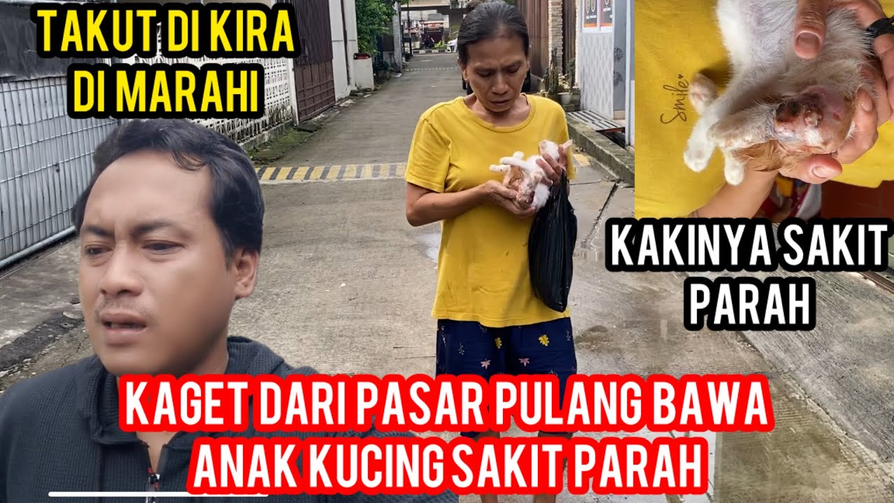 Kaget Banget Karyawan Cats Lovers Tv Bawa Kucing Sakit Dari Pasar ..‼️
