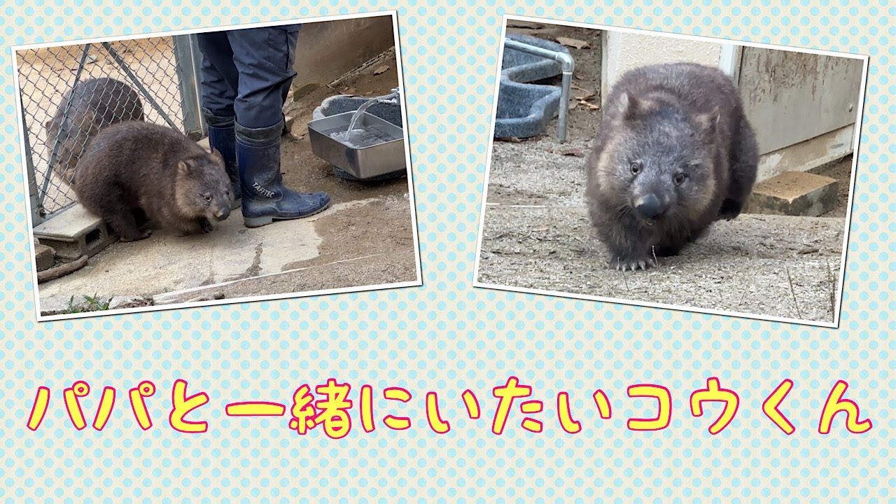 【wombat】パパと一緒にいたいコウくん☆(With dad)