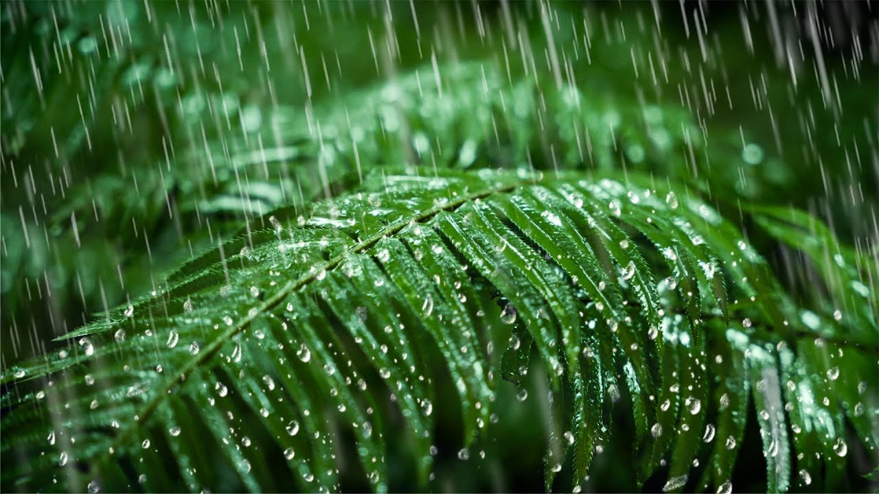 Relax, Sleep or Focus with Rain Noise