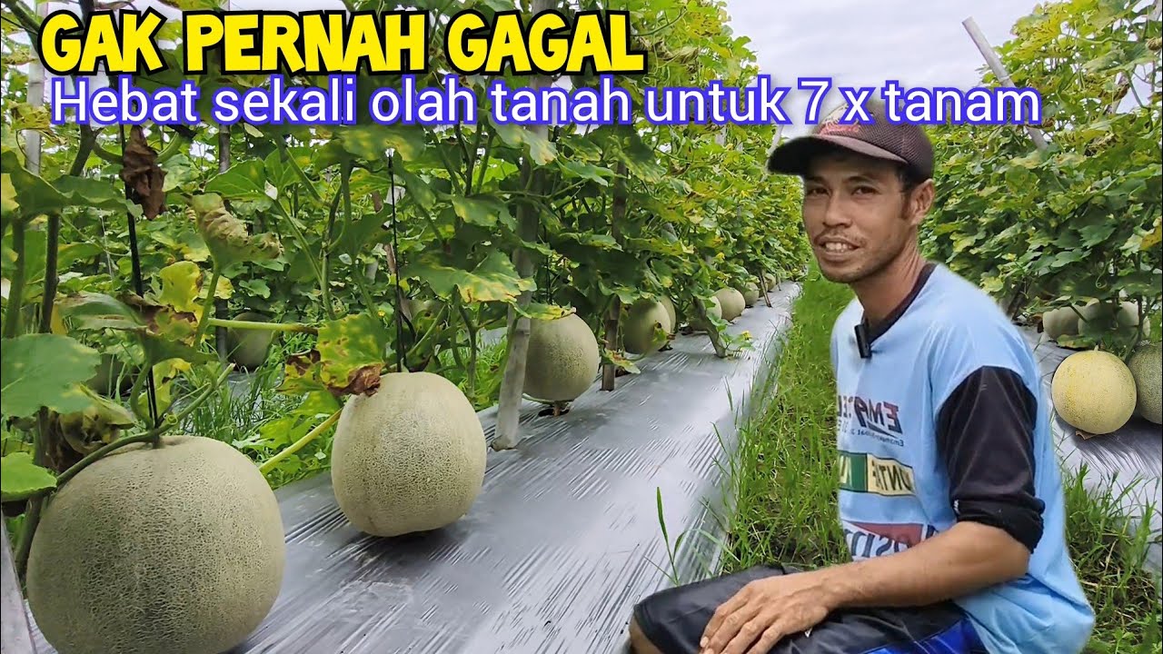 Hebat. Tanam Melon Gak Pernah Gagal Walau Di Lahan Bekas