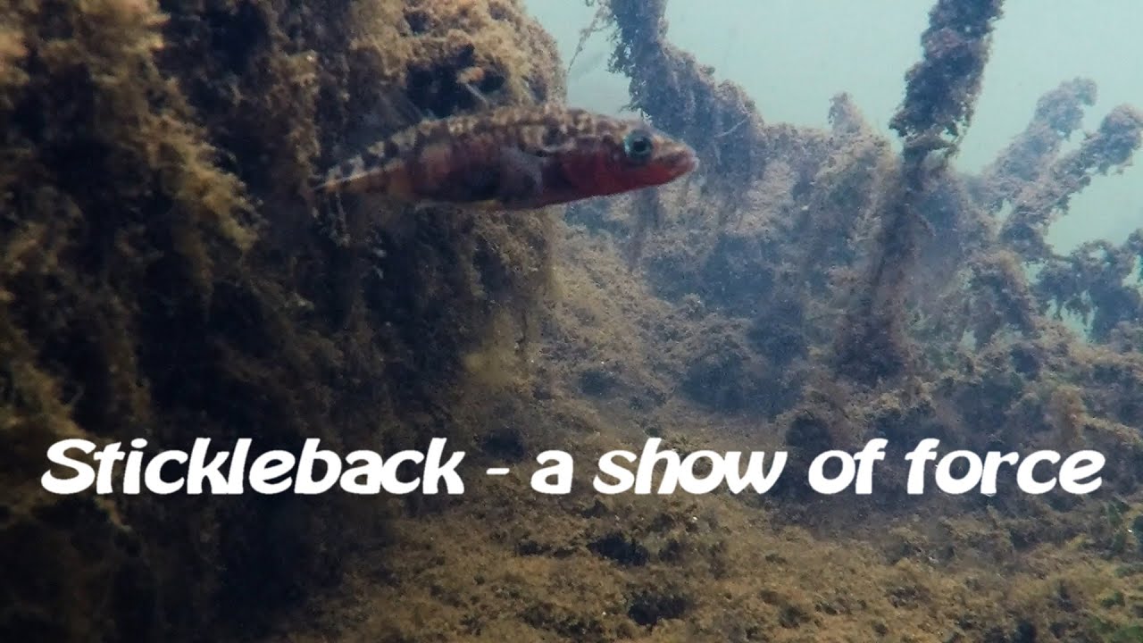 Stickleback - a show of force. Ciernik - pokaz siły.