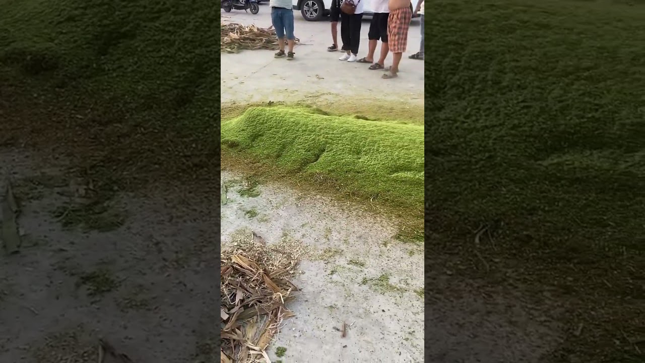 Amazing machine for farming poultry bird chicken duck goose pig animals #feed