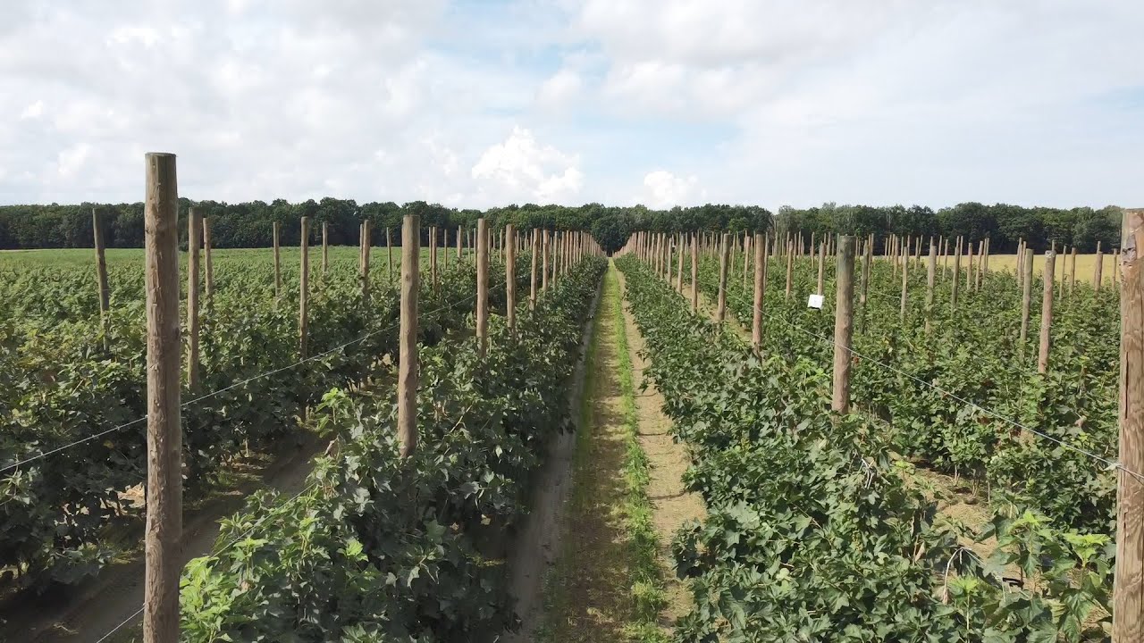 Szpalerowa uprawa porzeczek  – odmiany, rozstawa, rusztowanie
