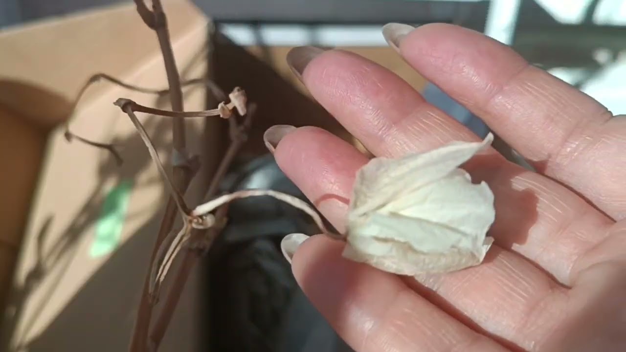 Ко мне попала ослабленная орхидея🌿обзор состояния