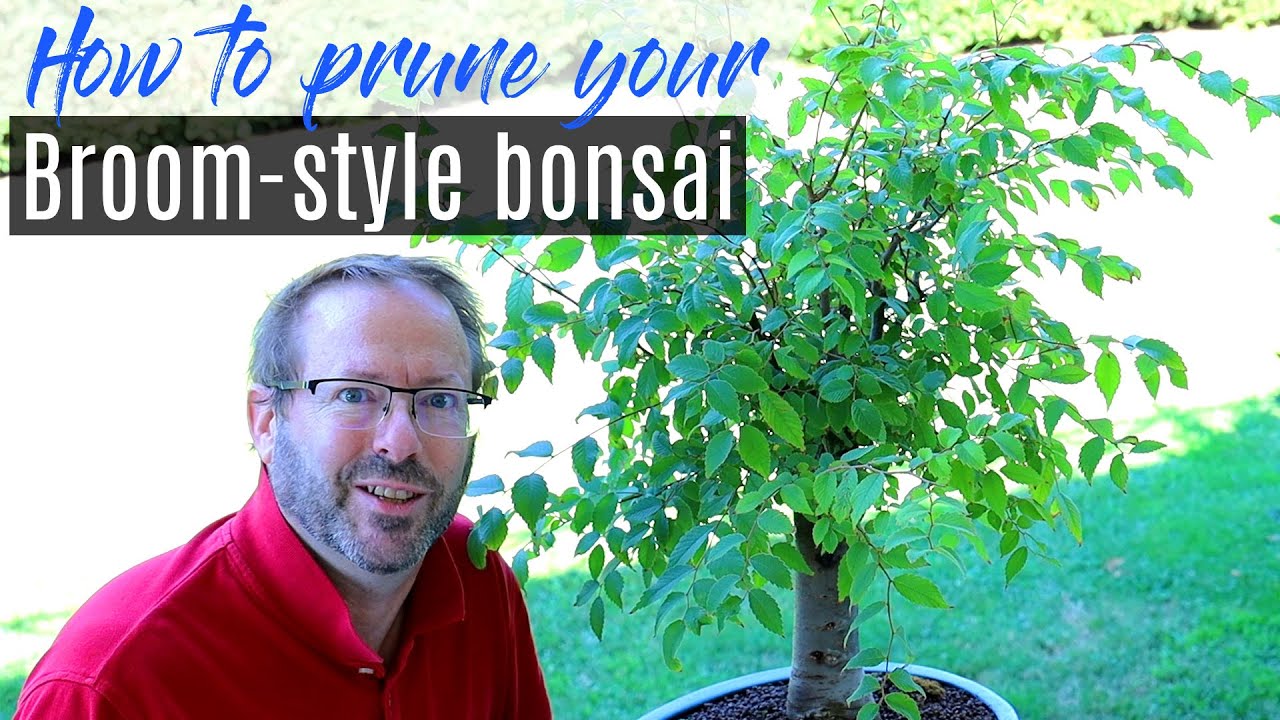 Как обрезать бонсай в стиле «метла» | Zelkova Bonsai