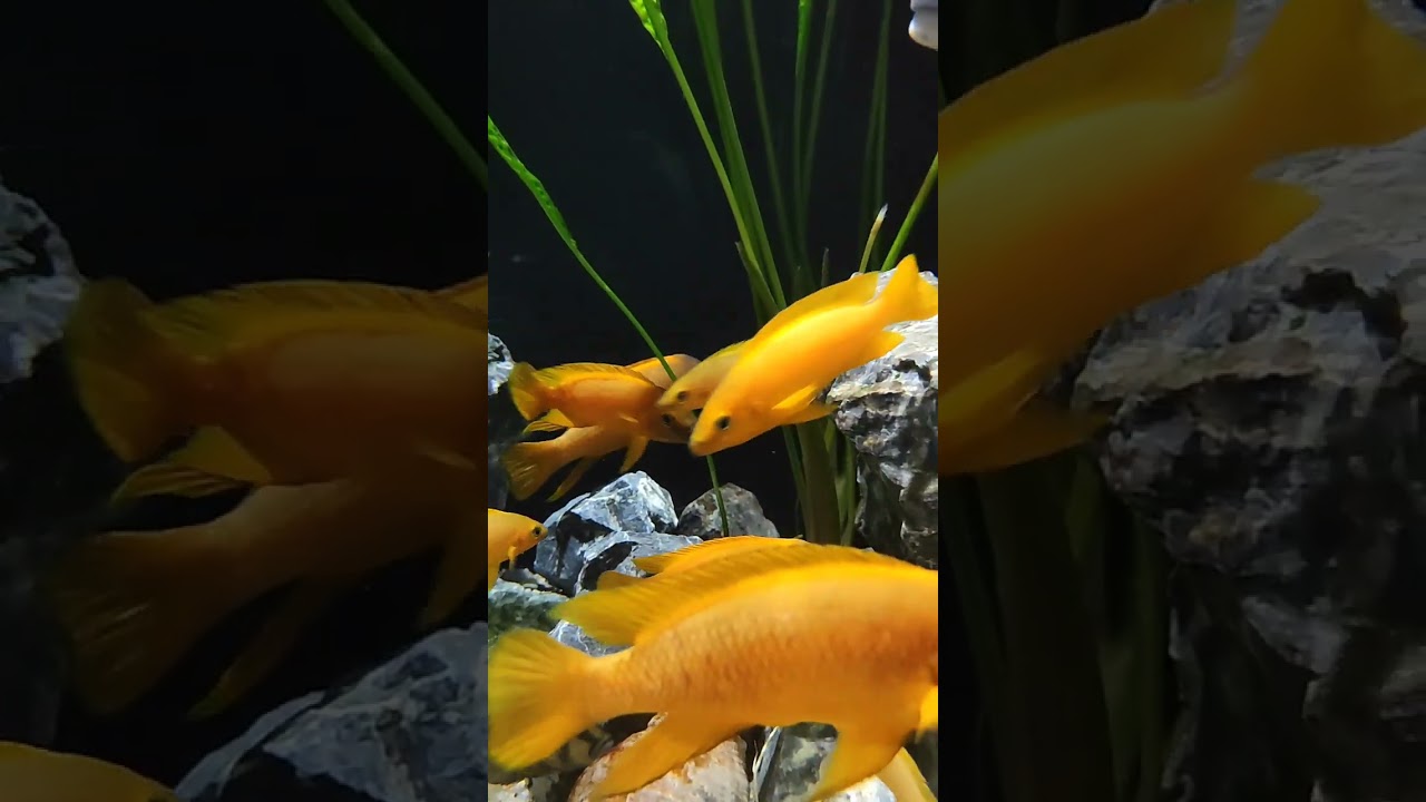 African cichlids(Tanganyika)🐟🐟🐟