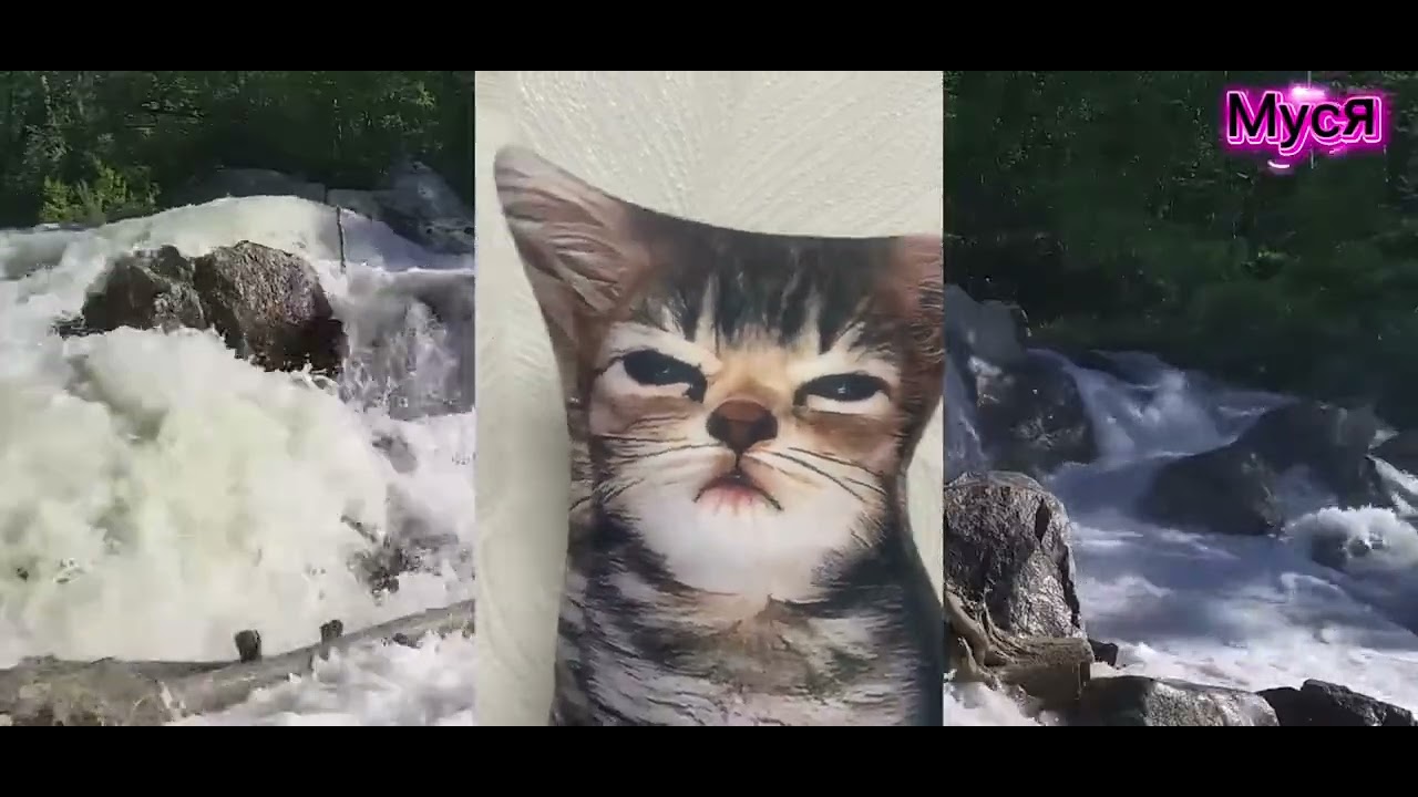 Видео про кота Тихона!!!!