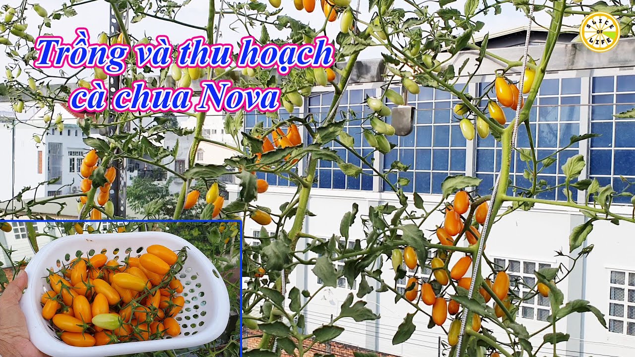 Trồng và thu hoạch cà chua Nova-186
