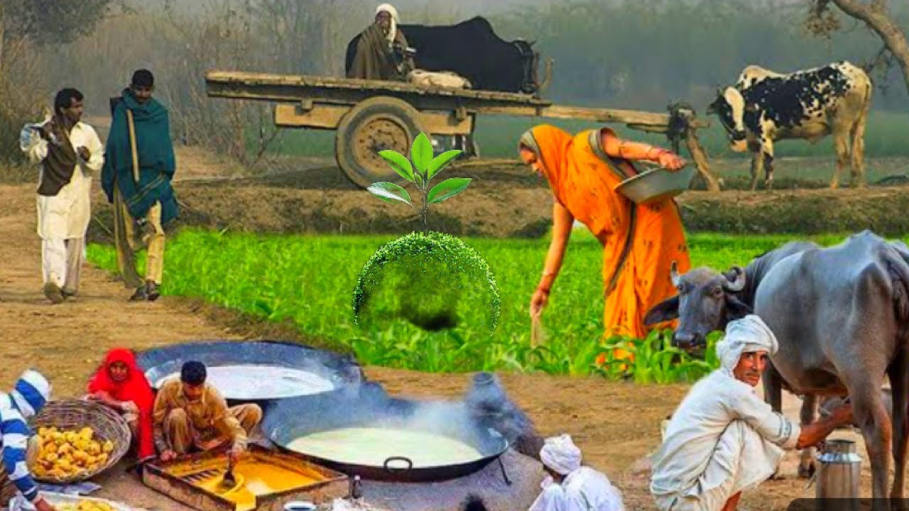 Organic Jaggery powder Making Process | JAGGERY MAKING |Traditiona l Gurr Making | village life pk🇵🇰