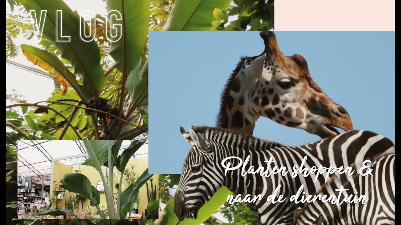 Solution Channel | Vlog naar Wildlands Emmen & planten shoppen