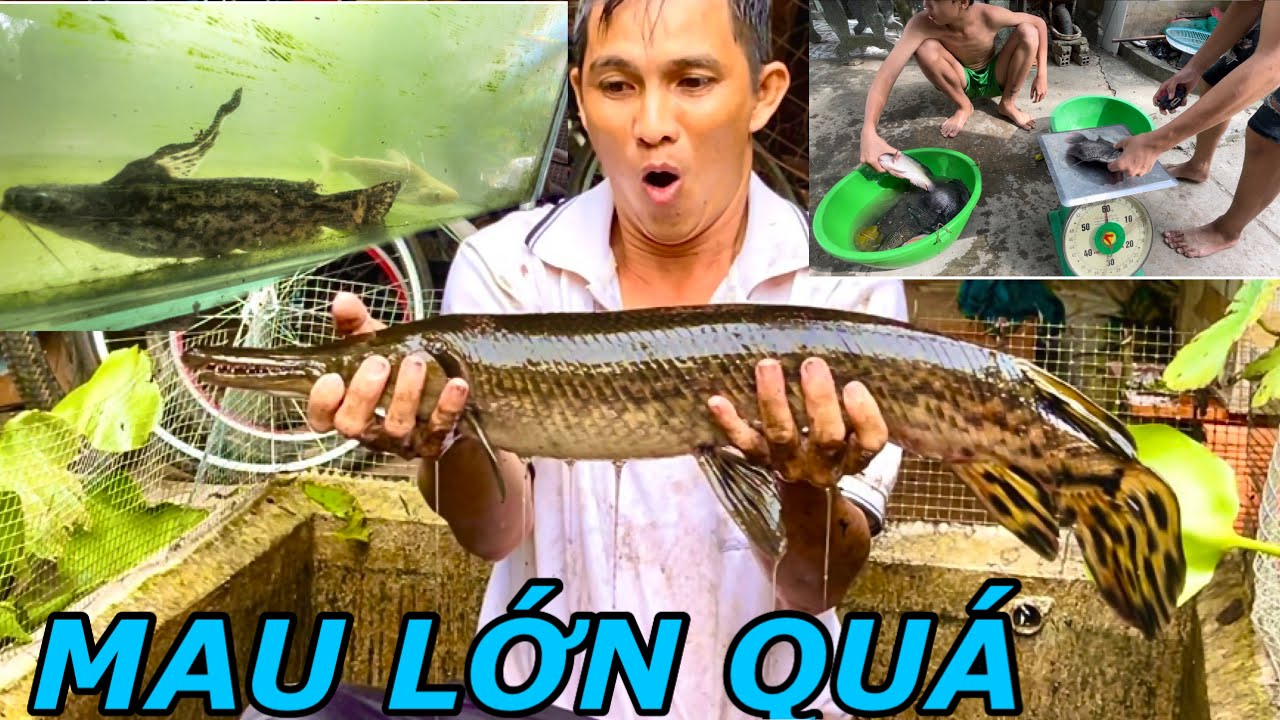 Tác Hồ Cá Cảnh Bắt Được Cá Săn Mồi Một Mắt Siêu To | Anh Tư Khải Tv