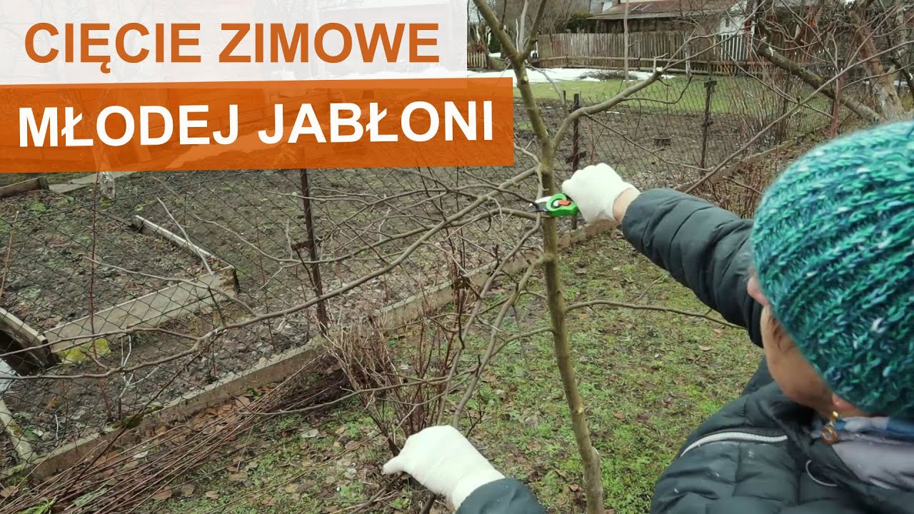 Jak ciąć młodą jabłoń? Cięcie zimowe drzew owocowych.