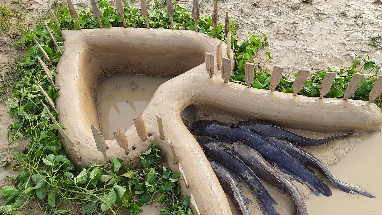 Amazing Easy Fish Trap in River | Unique Easy Fish Trap System For Catfish