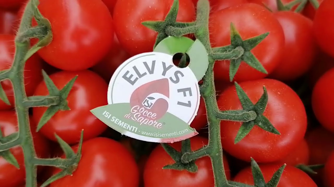 Elvys F1, il più dolce dei croccanti
