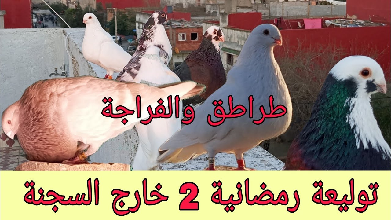توليعة رمضانية 2  خارج السجنة #سلالة_الأنيق #السيفيانوس_المغربي_الأصيل #explore #المغرب #pigeon 