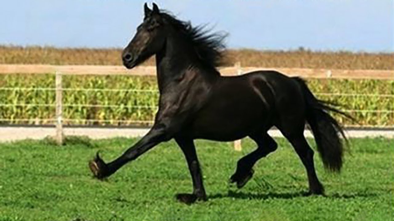 Best funniest horses of the week - Funny And Cute horses Video Compilation 2024 🐴#20