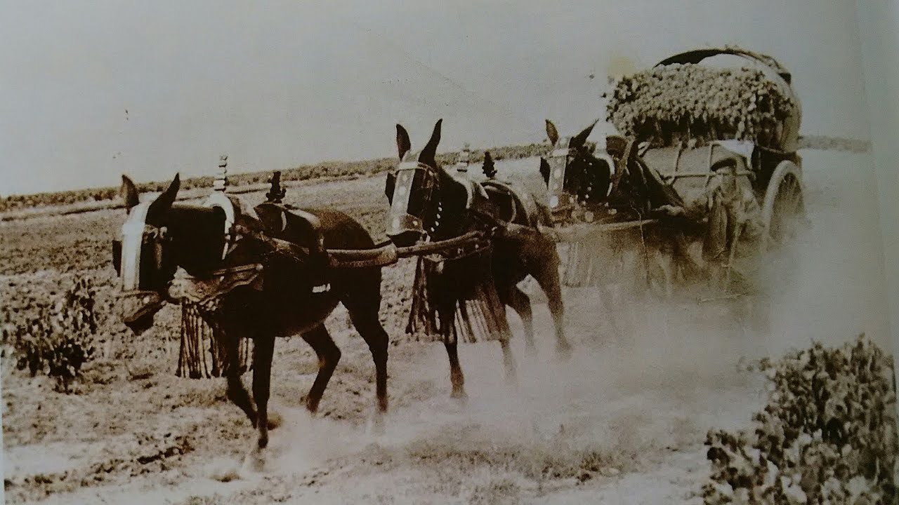 Geografia afectiva (Libro) - Fotografias antiguas de Tomelloso 1865  - 1939