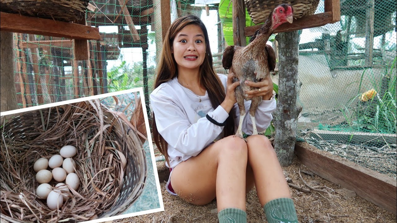 Sa wakas!! Nangitlog na ang alaga kong Shamo!!