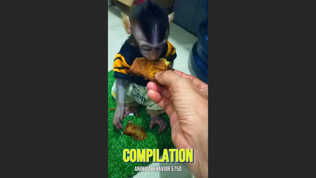 Compilation #viral #trending #viralvideo #trendingvideo