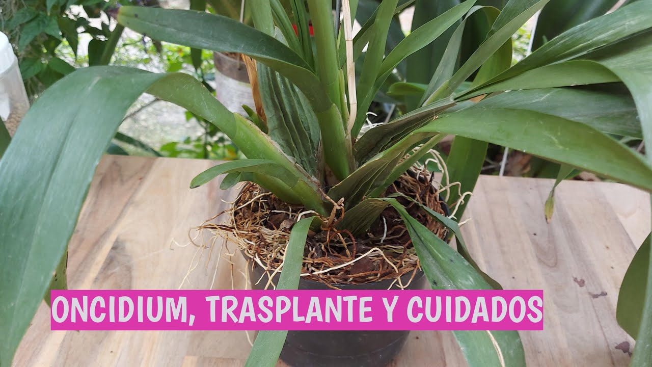 RECUPERACION DE ONCIDIUM