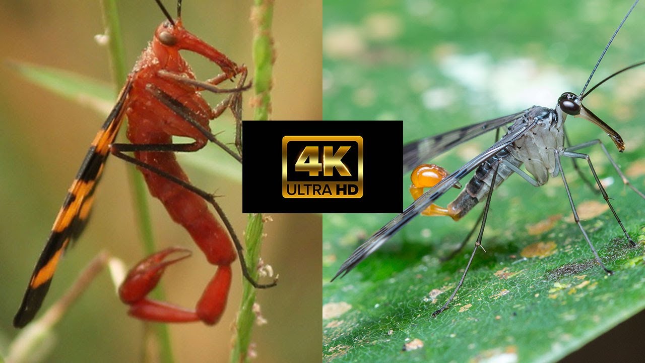 The SCORPION FLY (DOESN’T STING)  |  Whacked-Out-Nature