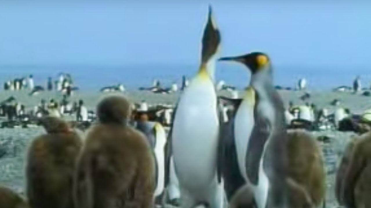 King Penguins and Their Young | David Attenborough | BBC Studios