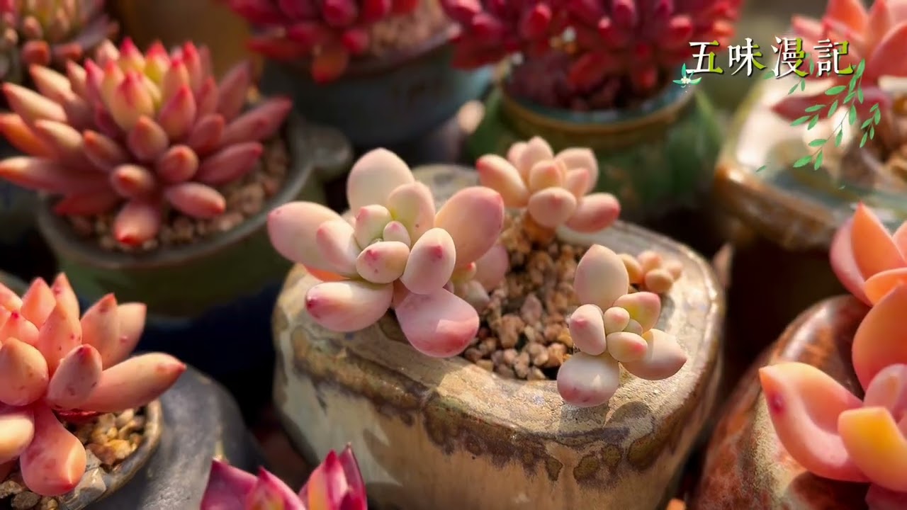 雪花在阳光中飘落，时光好像都变慢了；惊鸿仙子花如其名，有种脱俗的美；两棵状态迥异的冰玉｜多肉植物