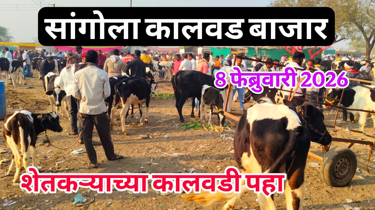 आजचा सांगोला कालवड बाजार 8 फेब्रुवारी 2026 #Kalavad_Bazar #कालवड _बाजार #sangola_bazar #पाडी बाजार 