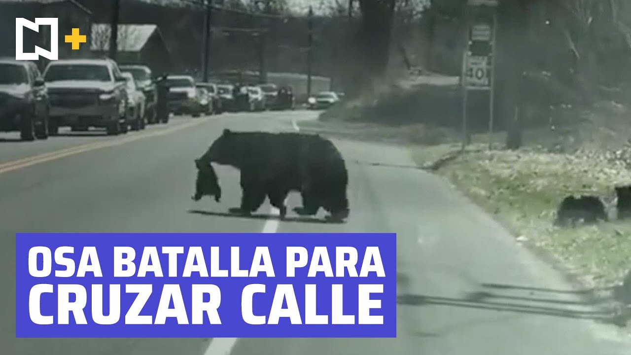Mamá osa batalla para poder cruzar la calle con sus oseznos.