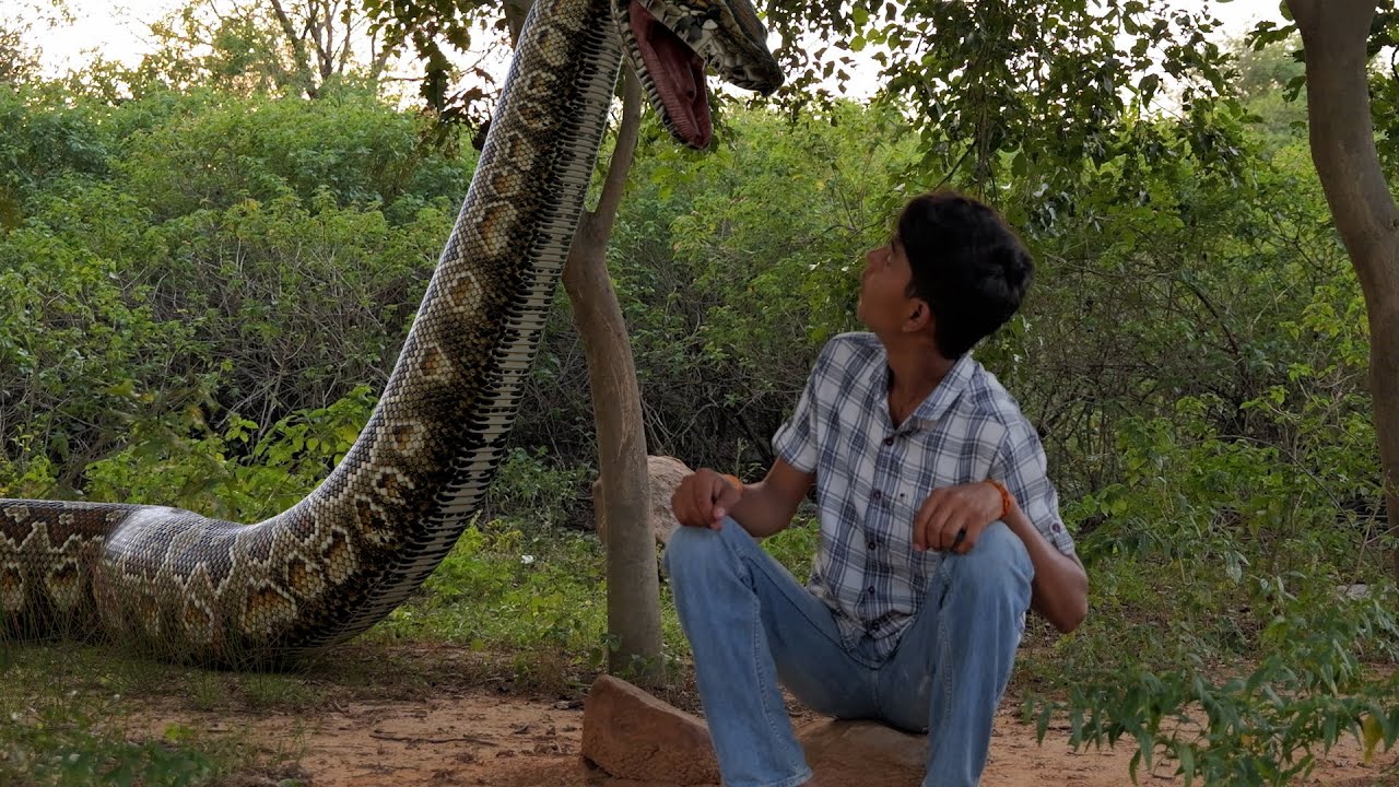 Village Boy is Attacked by Giant Anaconda