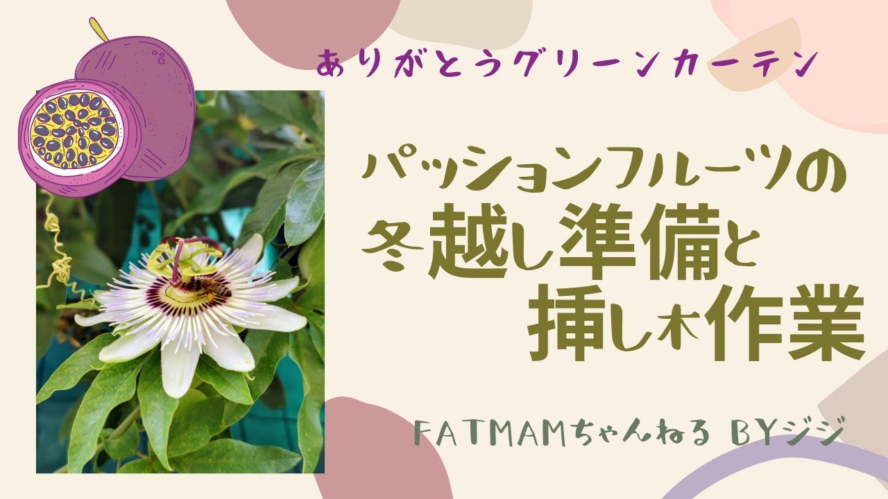 ありがとうグリーンカーテン　「パッションフルーツ　冬越し準備と挿し木つくり」